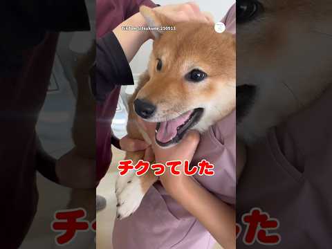 注射で叫んだ子犬、最後はたくさん褒められました🐶　　柴犬　子犬　犬　動物病院　犬のいる暮らし サムネイル