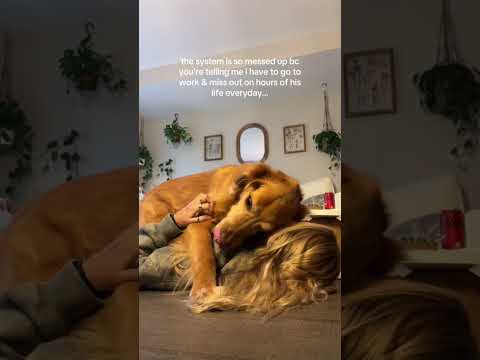 conversations with my golden retriever🥺goldenretreivers dog…