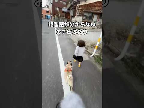 いつもお互いくっついて歩くから距離感が分からず、さらに娘がコケてご機嫌ななめになる パグ 赤ちゃん shorts サムネイル