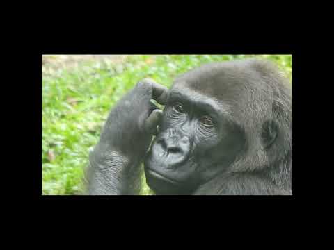 gorilla Iriki 15y5 old shorts. I躺草地休息.抓癢. 6-1