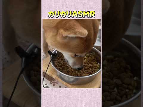 カリカリASMR 神戸 ペキ柴 shiba shibainu 癒し サムネイル