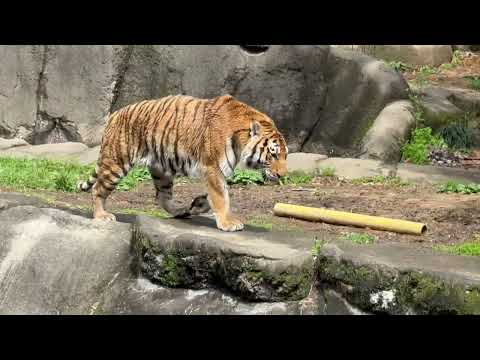 この後ソーンさんもお昼寝に入りました〜　アムールトラ　浜松市動物園にて　2026年4月5日 サムネイル