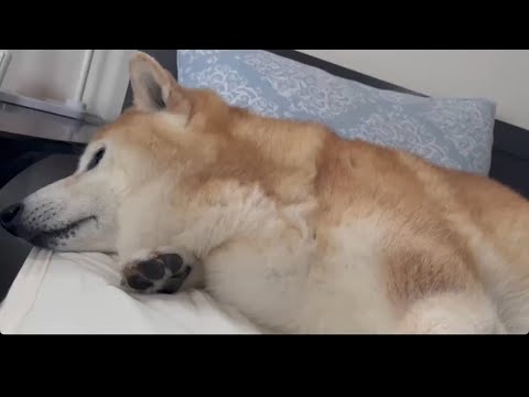 柴犬福 父のベッドを占領する低気圧柴犬🤣Shiba-Sleep🌀 サムネイル