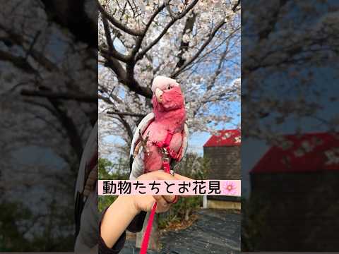 動物たちとお花見🌸 東武動物公園 癒し 動物 かわいい animals zoo 動物園 サムネイル