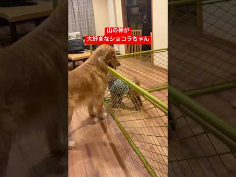 咥えて連れて行くので💦shorts puppy ゴールデンレトリバー グレートピレニーズ サムネイル