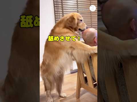 お父さんへの愛が止まらないゴールデン　ゴールデンレトリバー 大型犬　犬　面白い　犬のいる暮らし サムネイル