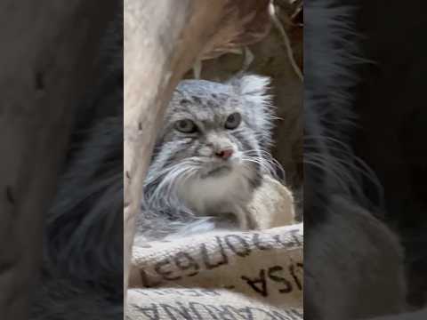 shorts 寝てたと思ったらグンっとお顔が‥🤭　マヌルネコ　上野動物園にて　2026年5月8日 サムネイル