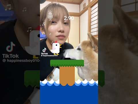 柴犬福 姉と柴犬のチキンスクリームチャレンジ🤣Sis and Shiba🤣姉と柴 shorts japanesedog… サムネイル