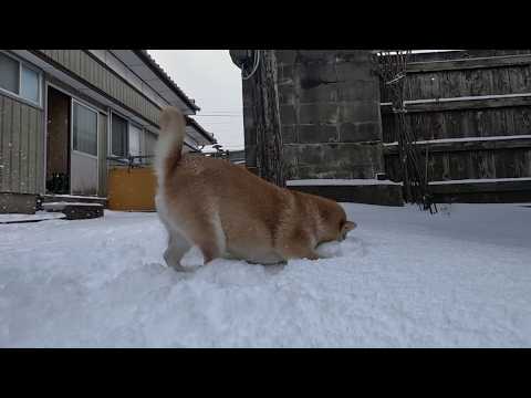 2026年3月16日(月) 無くなった雪が全部戻って来て大はしゃぎなモモさん サムネイル