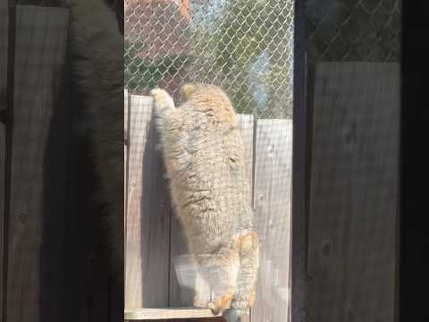 shorts 牛さんポイントにオリーヴァちゃん　マヌルネコ　埼玉県こども動物自然公園にて　2026年3月7日
