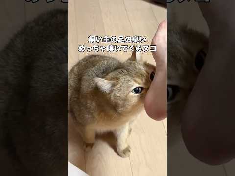 長く深めに飼い主の足の臭いを嗅いどいて特大フレーメン発動する猫 猫 キジトラ ねこのきもち shorts