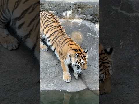shorts 水堀のスレスレを攻めるサーシャちゃん🤭　アムールトラ　浜松市動物園にて　2026年3月15日 サムネイル