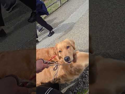 蔵王の釜へ向かうゴールデンレトリバーの親子 サムネイル