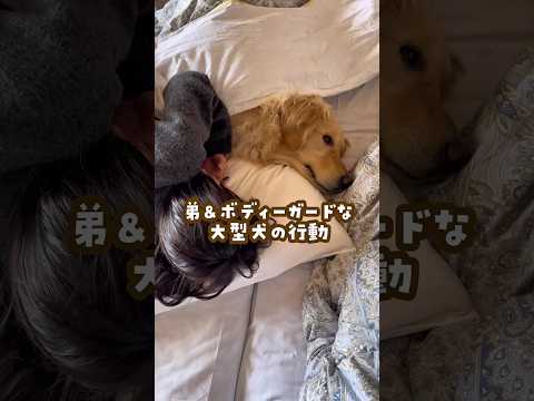 弟＆ボディーガードな大型犬の行動 ゴールデンレトリバー 大型犬のいる生活 goldenretreiver 大型犬と子供 サムネイル