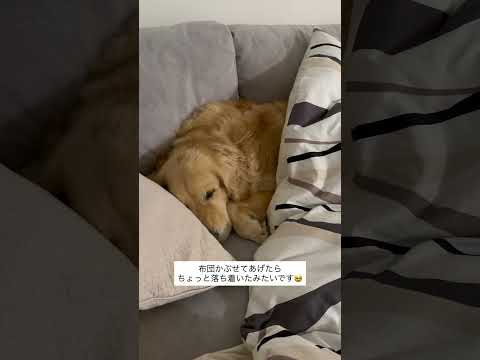 布団が落ち着くシン ゴールデンレトリバー  大型犬のいる生活 白血病悪性リンパ腫