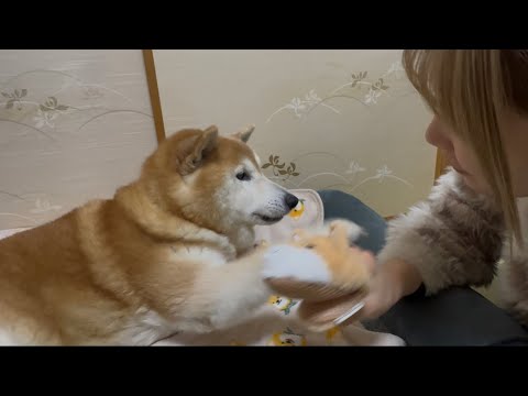 柴犬福 姉作詞作曲の謎歌に合いの手を求められてしまう柴犬②🤣Sister and Shiba-New song🤣 サムネイル