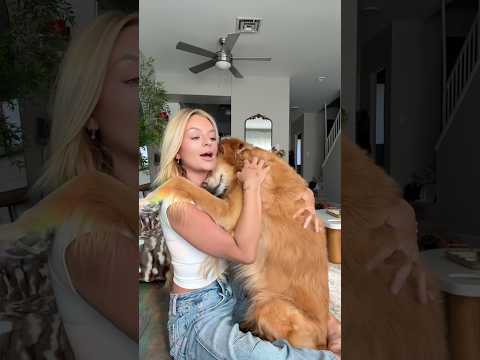 coming home to my golden retriever🥵 goldenretreiver dog ind… サムネイル