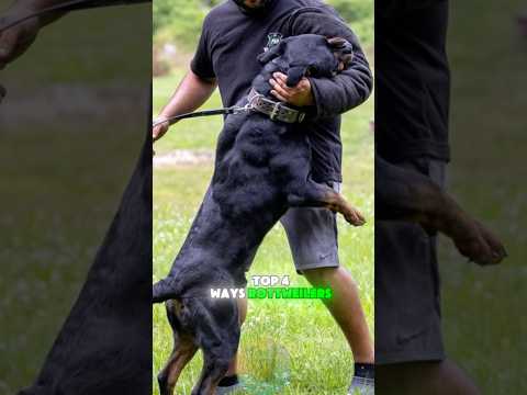 Top 4 Ways Rottweilers Change as They Grow Up shorts dog pe… サムネイル