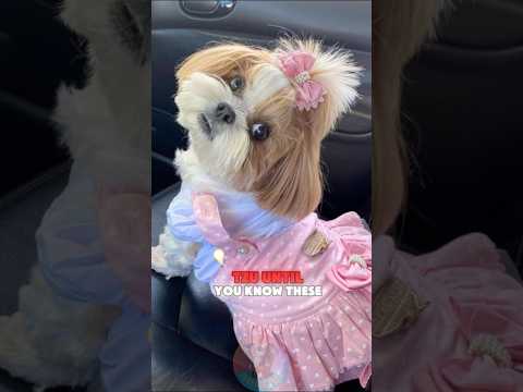 Don't Get a Shih Tzu Until You Know These 4 Things shorts d…