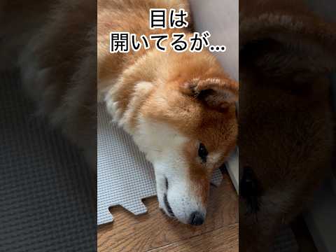 ’26.8.18 力丸の寝顔からMAL SOKまで… 柴犬 柴犬のいる暮らし shibainu 柴犬の日常 眠い犬 水…