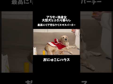 ご質問に赤裸々にお返事しました🗣ゴールデンレトリバー 犬と2人暮らし クリスマスパーティー サムネイル
