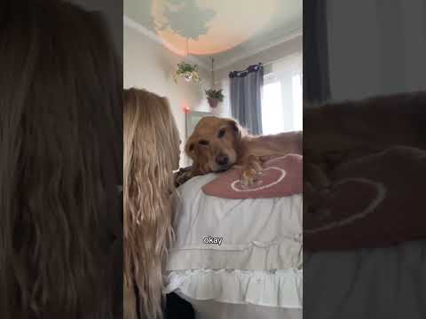 coming home to my golden retriever🥵 goldenretreiver dog ind… サムネイル