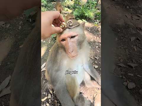 Hungry? This monkey shares its food 🐵animals funny shortfee… サムネイル