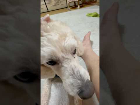 shorts ただいま〜タローちゃん　トイプードル　2026年3月23日 サムネイル