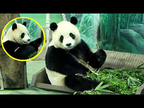 圓寶坐盪鞦韆上吃竹枝可愛吃播|Giant Panda Yuan Bao,圆宝,貓熊,大貓熊,大熊貓|台北市立動物園|T… サムネイル