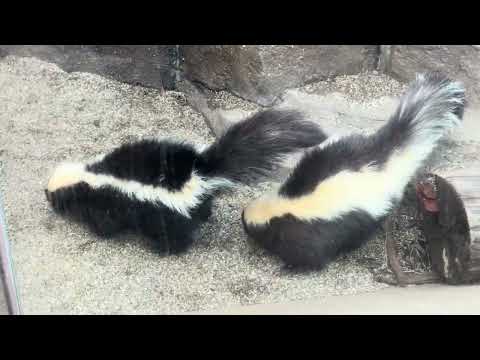 おやつの時間ですよ〜　シマスカンクさん　那須どうぶつ王国　IMG 4045 サムネイル