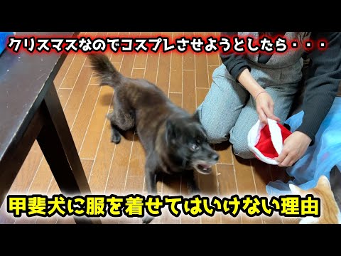 【クリスマス】甲斐犬には、服を着せちゃダメです サムネイル