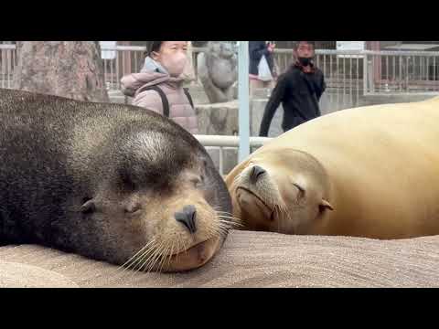 寄り添う様に〜☺️  カリフォルニアアシカ　東山動植物園にて　2026年3月13日 サムネイル
