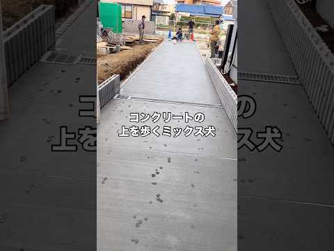 新居の駐車場に一生思い出に残る可愛い足跡を刻み込むマルプー マルチーズ トイプードル ミックス犬 マルプー サムネイル