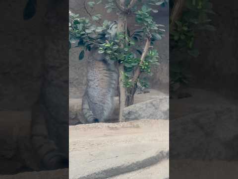 shorts アズちゃん 木の所のオニクGET！　マヌルネコ　神戸どうぶつ王国にて　2025年12月28日 サムネイル