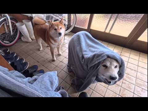 ドロ足はブルブルしても取れないのでオクルミして拭いていきますよ！ サムネイル