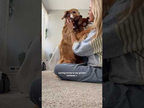 dog-tor coby to rescue🛟goldenpup puppy goldenpupppy dogbree… サムネイル