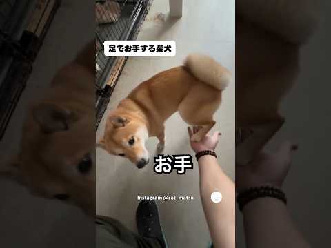 飼い主に足でお手する柴犬　柴犬　犬　かわいい犬 犬のいる暮らし 面白い