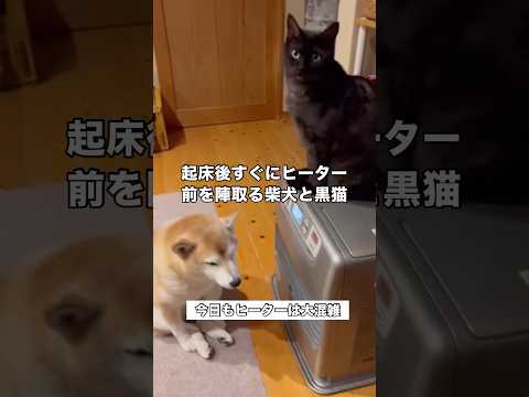寝室が寒かったのか起きたら直ぐにヒーター前を陣取るふたり組がこちらです 柴犬 黒猫 ヒーター前大混雑 shorts サムネイル
