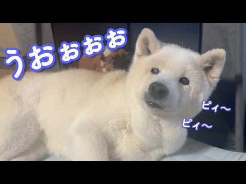 優しい甘え鳴きをしていたら、野太いおねだりガチ勢が現れて圧倒される柴犬 サムネイル
