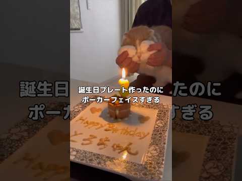 愛猫の誕生日のお祝いをしたらびっくりするくらいポーカーフェイスだった🐱 スコティッシュフォールド 誕生日 shorts サムネイル
