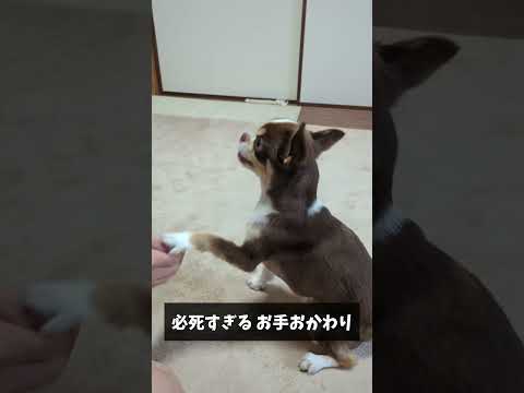 はじめてのブルーベリーに大興奮💗 #shorts サムネイル