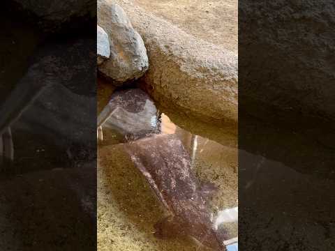 shorts 園に入ったらオオサンショウウオ！！　ごかつら池どうぶつパークにて　2026年1月24日 サムネイル