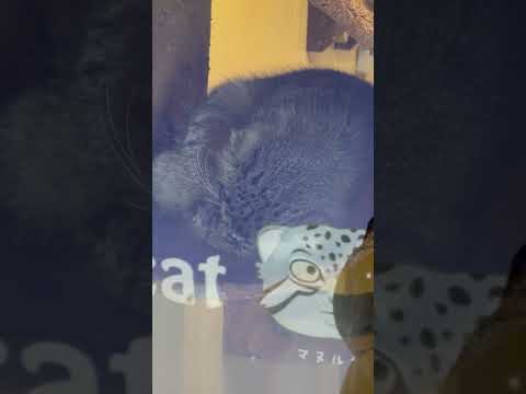 shorts 寝姿ロータスくん マヌルイラストとともに‥ マヌルネコ　埼玉県こども動物自然公園にて　2026年5月31日 サムネイル