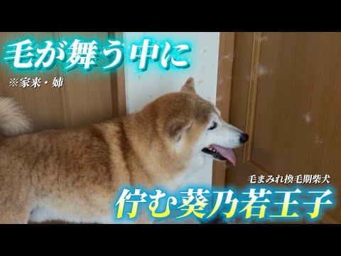 柴犬福 風呂上がりのドライヤーに文句を垂れる爆毛量柴犬🤣After Shower Shiba Inu🤣 サムネイル