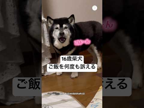 食べたい…16歳柴犬の“ごはんコール” 柴犬　老犬　犬　黒柴　かわいい犬 サムネイル