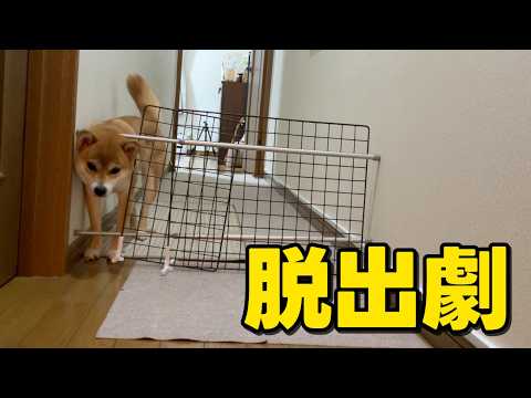 【葛藤】脱出劇一部始終！柵越えなるか？？柴犬小夏 サムネイル