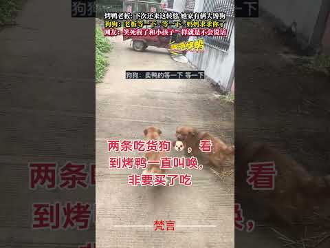 烤鴨老闆 下次還來這轉悠 她家有兩位大饞狗 狗狗 有趣 可愛 萌寵 dog funny cute pets shorts サムネイル
