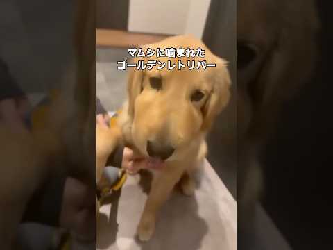 愛犬がマムシに噛まれ夜間救急病院へ駆け込み注射を打ちました ゴールデンレトリバー マムシ 大型犬 shorts サムネイル