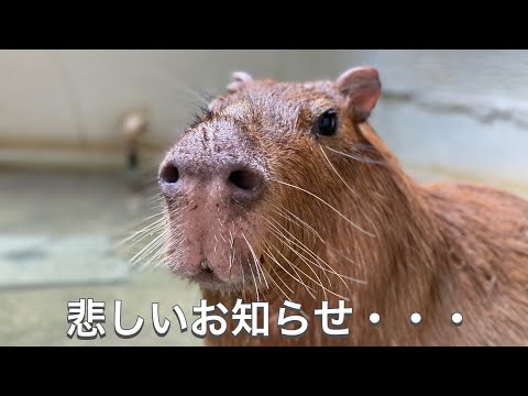 とても悲しいお知らせです・・・。 サムネイル