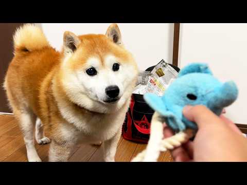 大好きなぬいぐるみが修理されると、嬉しくて少女漫画みたいな顔になってしまう柴犬 サムネイル